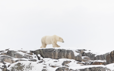 2021 End of Bear Season Newsletter