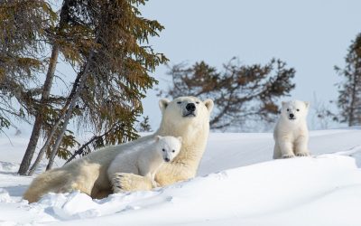 New Tour Announcement: Bear Cubs and Borealis