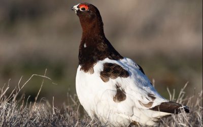 Announcing: Ptarmigan Ptours!
